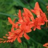 Crocosmia Mistral - abriachan nurseries